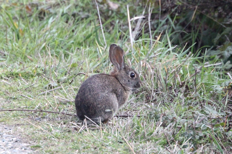 bunny